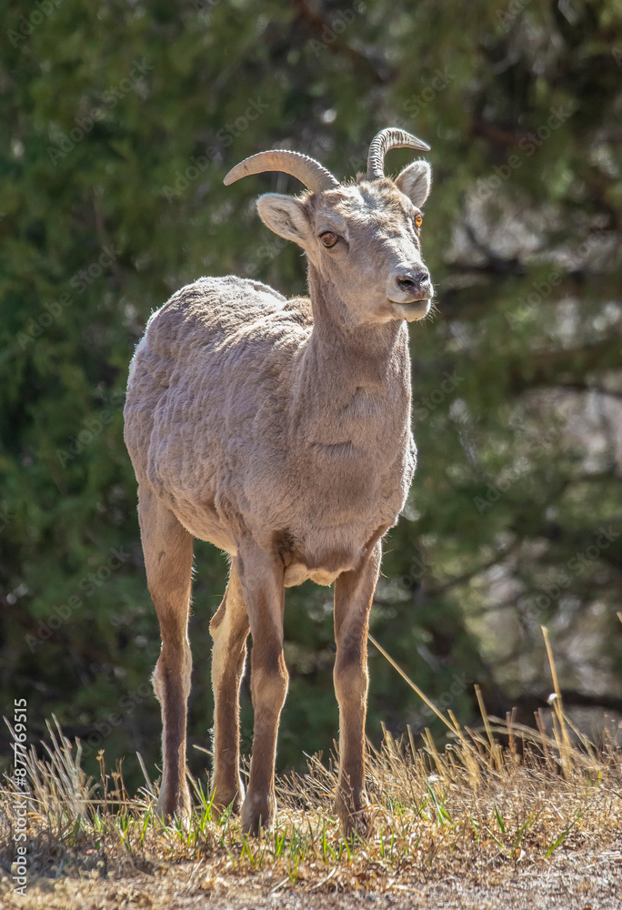 Bighorn Sheep