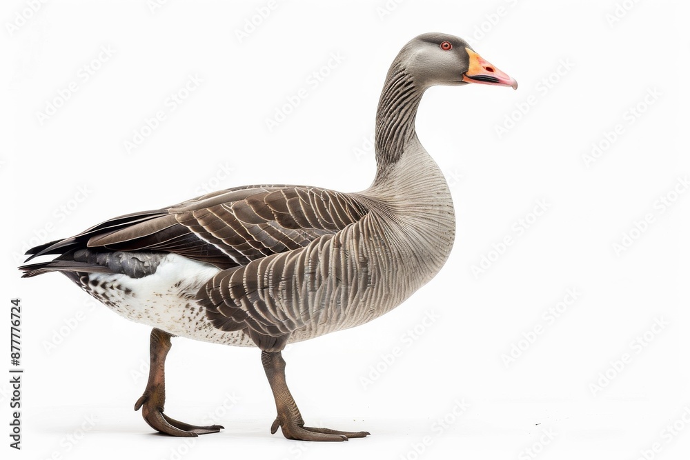the beside view of a Blue Goose, left side view, white copy space on right, dutch angle view, isolated on white background the beside view of a Blue Goose, left side view, white copy space on right, dutch angle view, isolated on white background