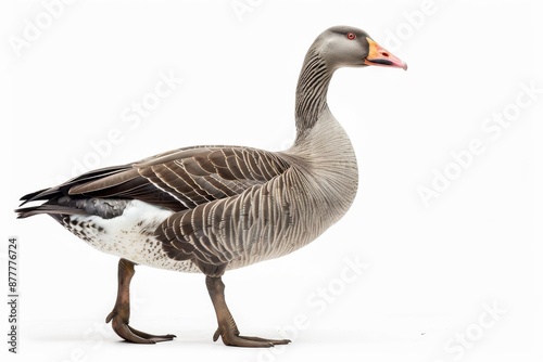 the beside view of a Blue Goose, left side view, white copy space on right, dutch angle view, isolated on white background © Tebha Workspace