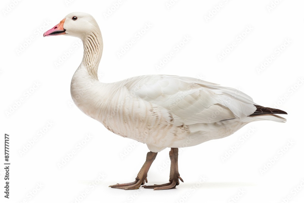 Fototapeta premium the beside view of a Ross's Goose, left side view, white copy space on right, dutch angle view, isolated on white background