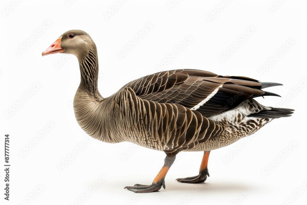 the beside view of a Taiga Bean Goose, left side view, white copy space on right, dutch angle view, isolated on white background the beside view of a Taiga Bean Goose, left side view, white copy space on right, dutch angle view, isolated on white background