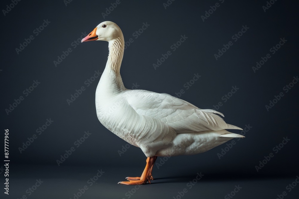the beside view Snow Goose, left side view, white copy space on right, isolated on black background the beside view Snow Goose, left side view, white copy space on right, isolated on black background