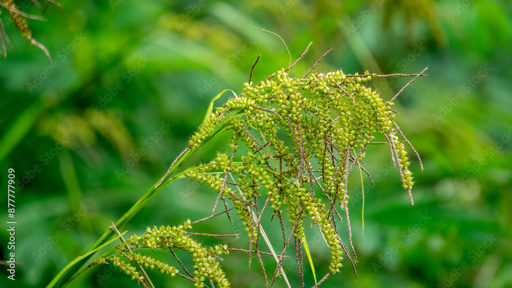 Fototapeta premium Carex baccans (crimson-seeded sedge). This plant is a species of flowering plant in the family Cyperaceae, with a widespread distribution in subtropical and tropical Asia