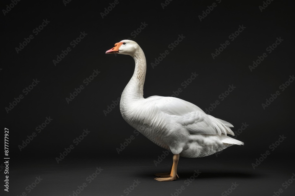 Obraz premium the beside view Swan Goose, left side view, white copy space on right, isolated on black background