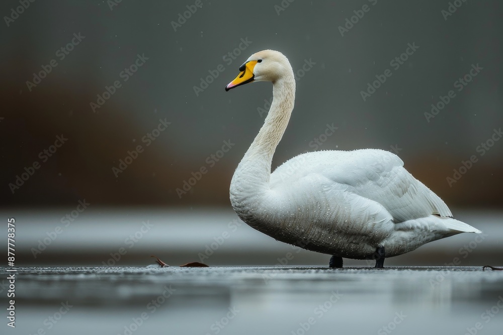 Fototapeta premium Whooper Swan, Macro,Left side view