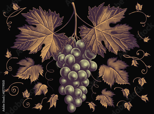 Bunch of grapes and grape leaves. Design set. Editable hand drawn illustration. Vector vintage engraving. Isolated on black background. 8 EPS