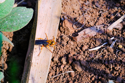 Photograph of Spider Wasp type Cryptocheilus Bicolor perched on a dry leaf. Background of beautiful and exotic animals in the wild. Animal Wildlife. Animal Macros. Fauna Photography. Macro Photography photo