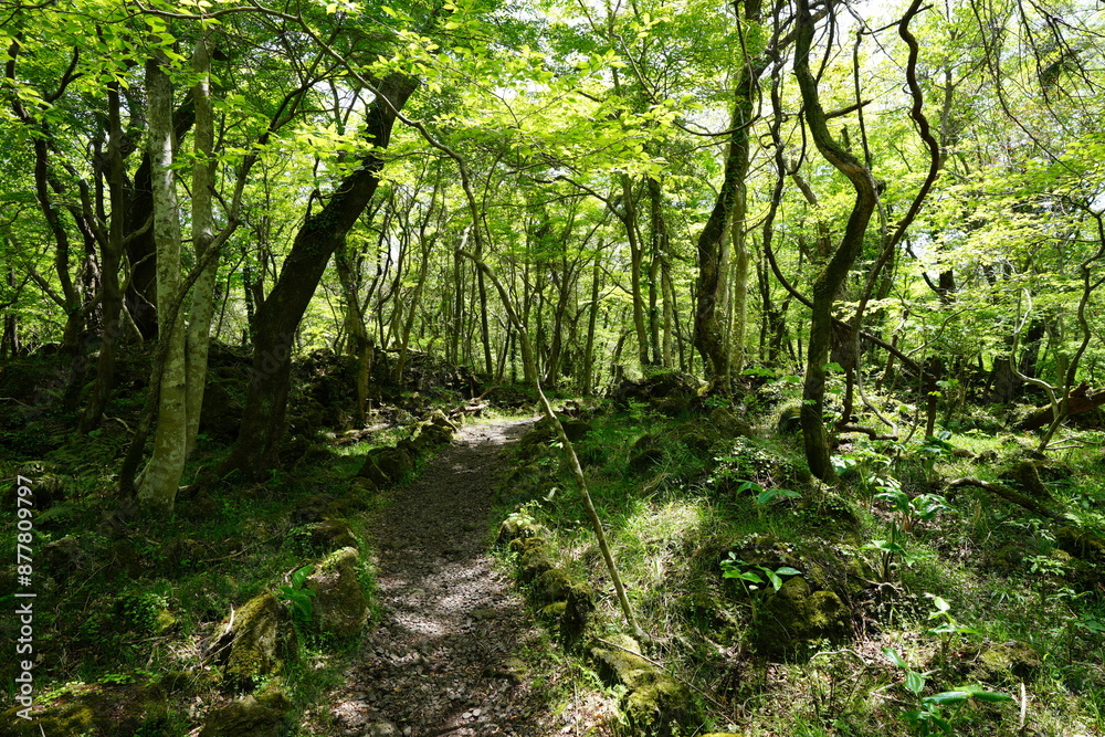 Obraz premium spring forest footpath in the gleaming sunlight