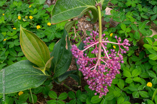 Tableau sur toile Racimo de uvas rodeado de grama verde