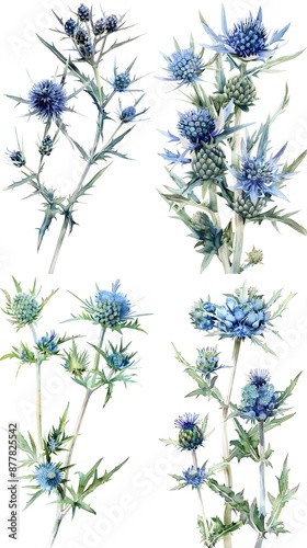 Watercolor Eryngium Flower On White Background