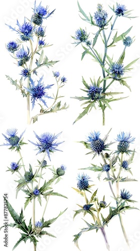 Watercolor Eryngium Flower On White Background