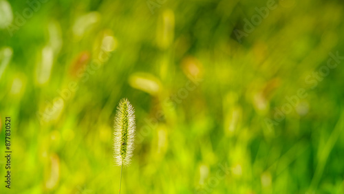 Green foxtail (green bristlegrass) at sunset, Green and yellow blurred out of focus background photo