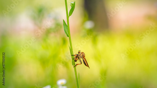 Φωτογραφία Robber fly preying on a fly