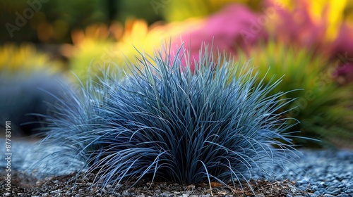 Blue Fescue Grass in a Garden photo