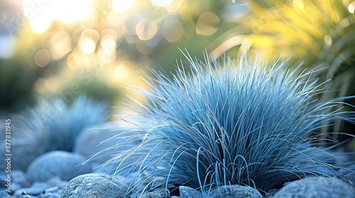 Blue Fescue Grass in a Garden Setting photo