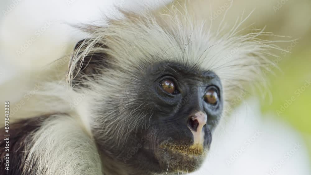 Red Colobus Monkey in Zanzibar in Africa, Close Up Portrait of Monkeys in Jozani Forest in Tanzania, African Wildlife and Animals in the Trees on a Safari in Zanzibar Red Colobus Monkey in Zanzibar in Africa, Close Up Portrait of Monkeys in Jozani Forest in Tanzania, African Wildlife and Animals in the Trees on a Safari in Zanzibar