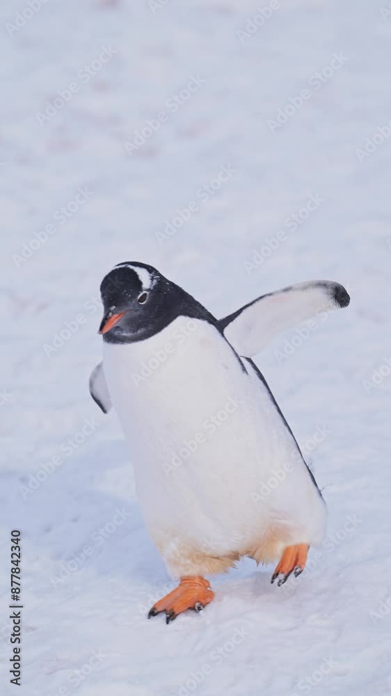 Slow Motion Penguins Walking in Snow in Antarctica, Gentoo Penguins Wildlife and Animals in Cold Snowy Winter Ice on Antarctic Peninsula, Vertical Video for Social Media, Instagram Reels and Tiktok
