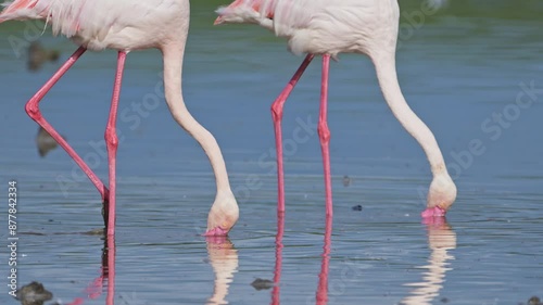 Flamingos Close Up in Ngorongoro in Tanzania at Ndutu Lake in Africa in Ngorongoro Conservation Area in Ndutu National Park on African Animals and Wildlife Safari, Pink Flamingo Feeding photo