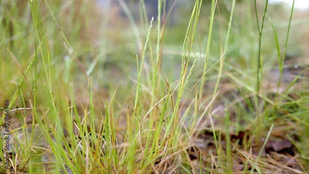 showcases a close-up of grass blades with dew droplets, capturing the freshness and intricate details of the grassy landscape in a natural setting. showcases a close-up of grass blades with dew droplets, capturing the freshness and intricate details of the grassy landscape in a natural setting.