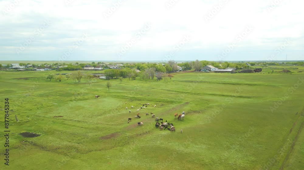 Above View Of Cows Graze On Green Pasture Land Near Rural Village. Aerial Drone Shot Above View Of Cows Graze On Green Pasture Land Near Rural Village. Aerial Drone Shot