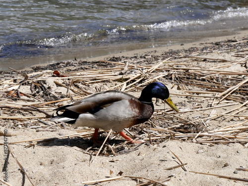 wild male mallard duck on the beach near the water, anas platyrhynchos photo