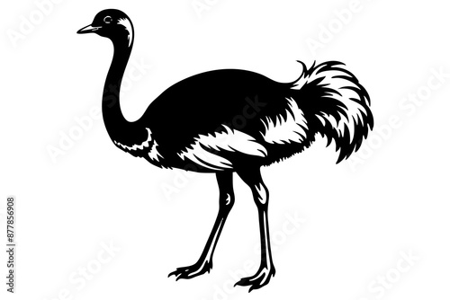 Ostrich silhouette vector, ostrich emu bird vector illustration
