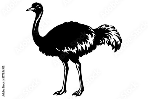 Ostrich silhouette vector, ostrich emu bird vector illustration
