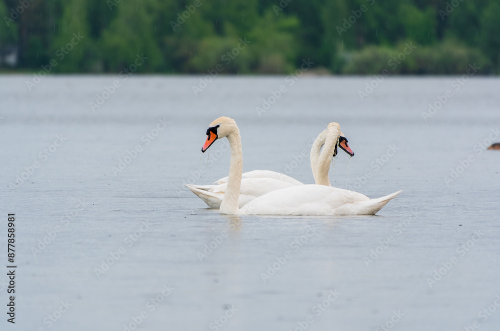 Three graceful white swans swims in the lake, swans in the wild. Three graceful white swans swims in the lake, swans in the wild.