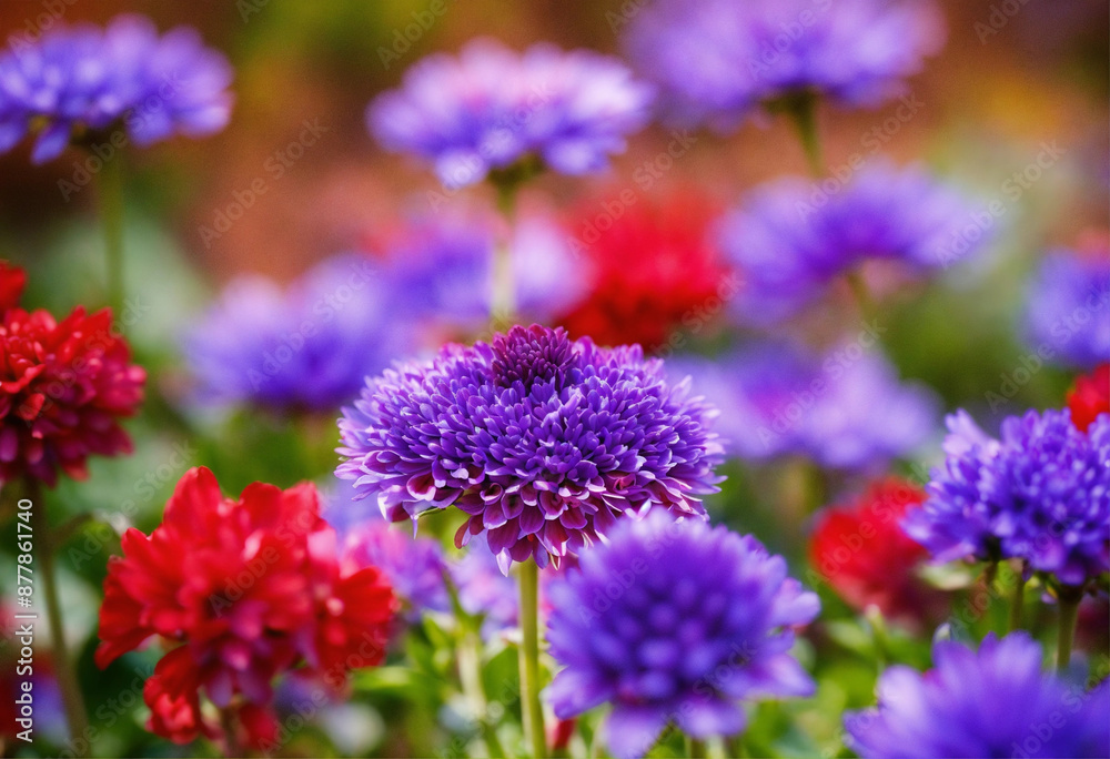 Fototapeta premium flowers in a garden