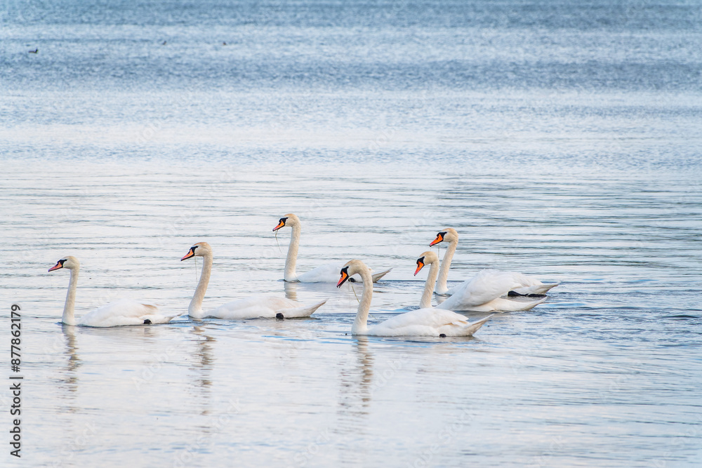Fototapeta premium Graceful white Swans swimming in the lake, swans in the wild