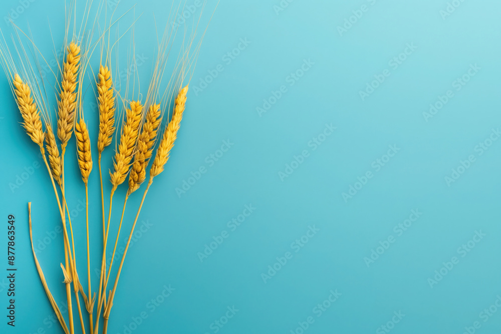Layout photo of yellow spikelets of wheat on blue background Layout photo of yellow spikelets of wheat on blue background