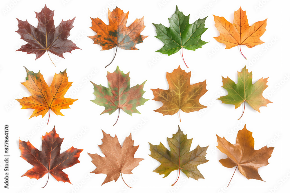 Obraz premium Autumn yellow and faded maple leaves collection isolated on white background