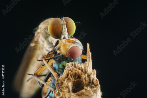 robber fly and prey photo