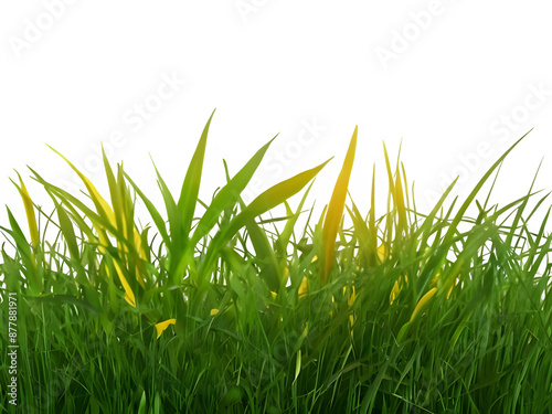 grass background isolate