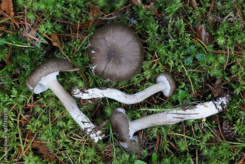 Hygrophorus camarophyllus, known as Arched Woodwax, wild mushroom from Finland photo