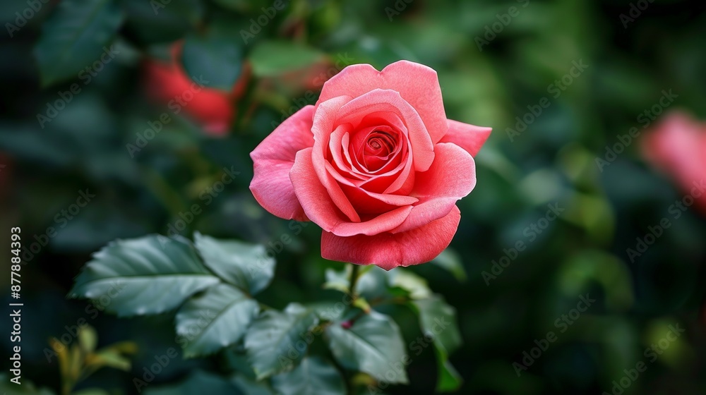 A close-up view captures the beauty of a rose flower blooming gracefully in a garden, showcasing its delicate petals and vibrant hues. A close-up view captures the beauty of a rose flower blooming gracefully in a garden, showcasing its delicate petals and vibrant hues.