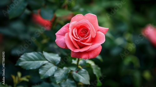 A close-up view captures the beauty of a rose flower blooming gracefully in a garden, showcasing its delicate petals and vibrant hues.