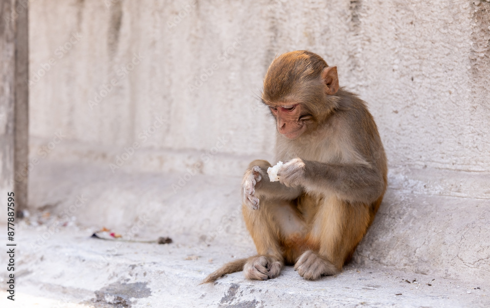 Monkey at Swayambhu or Swayambhunath Temple. Kathmandu Monkey at Swayambhu or Swayambhunath Temple. Kathmandu