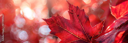 Close-Up of Sunlit Red Maple Leaf Veins in Autumn Japan - Travel Marketing photo