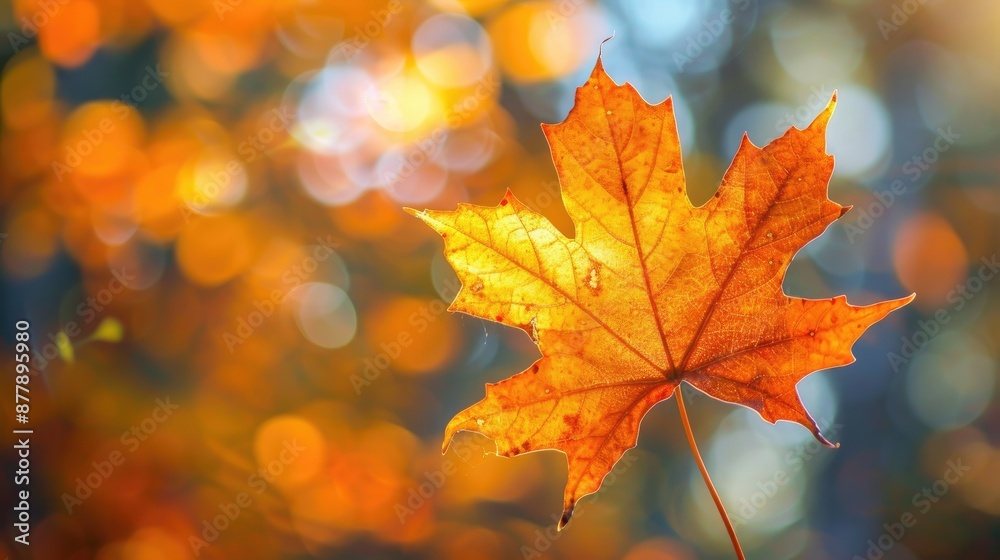 Backlit orange leaf in sunlight autumn backdrop Backlit orange leaf in sunlight autumn backdrop