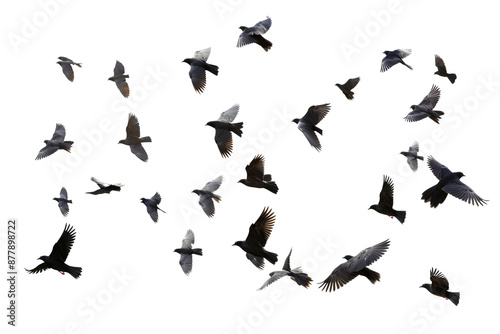 Flock of birds in flight with transparent background for easy decoration projects in PNG style photo