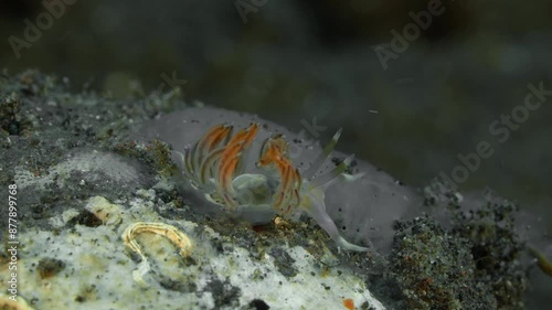 A colorful mollusk on the overgrown seabed. Blue-Tipped Godiva (Godiva sp.) 50 mm. ID: notum with opaque-white patches, orange cerata with blue apices without purple subapical spots. photo