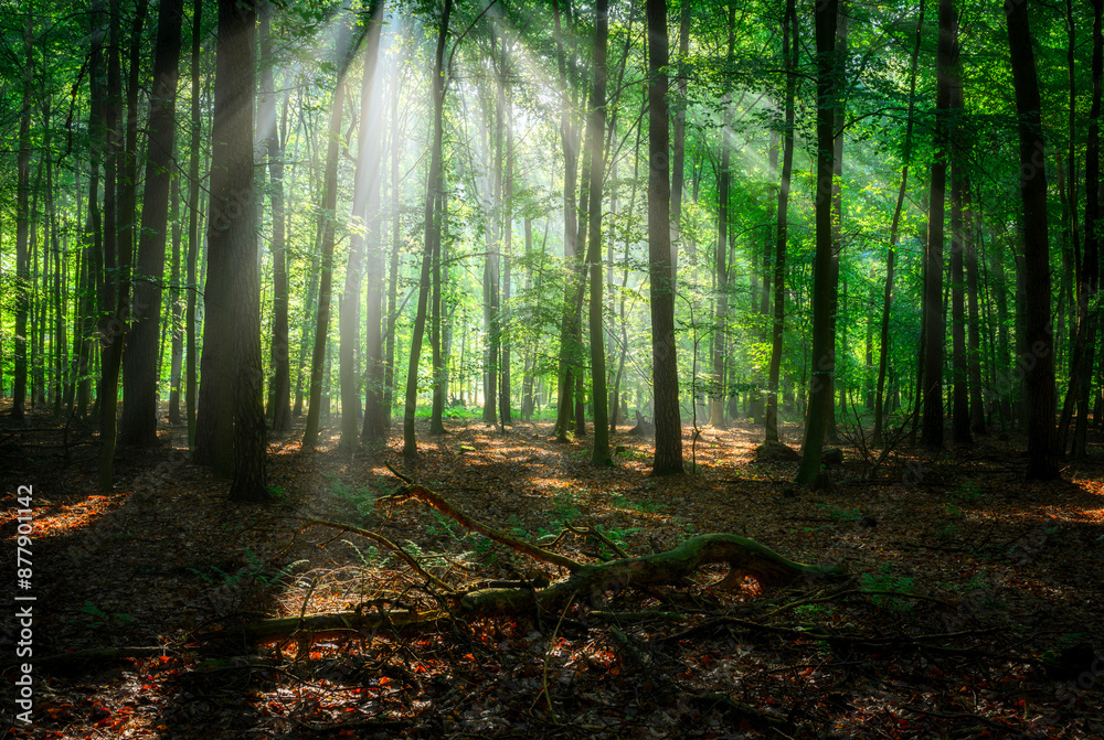 Naklejka premium Sunny morning in the forest