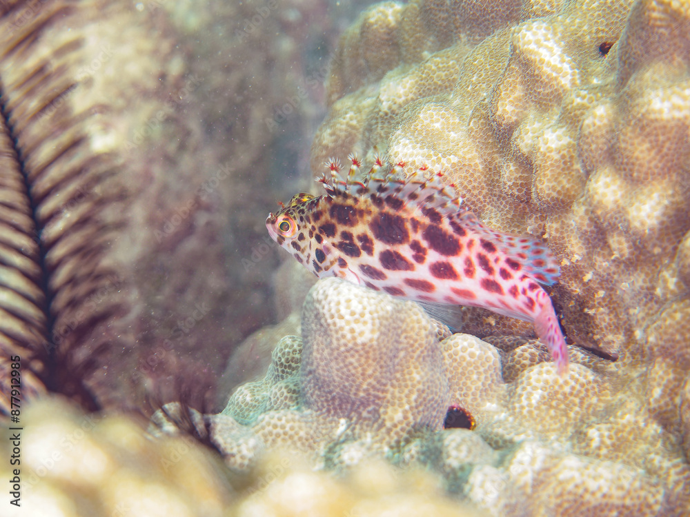 美しいハマサンゴと可愛いヒメゴンベ(ゴンベ科)の幼魚他。
日本国静岡県伊豆半島賀茂郡西伊豆町宇久須黄金崎ビーチ。
2024年6月撮影。
Beautiful corals and lovely juvenile Coral hawkfish (Cirrhitichthys oxycephalus) and others.
美しいハマサンゴと可愛いヒメゴンベ(ゴンベ科)の幼魚他。
日本国静岡県伊豆半島賀茂郡西伊豆町宇久須黄金崎ビーチ。
2024年6月撮影。
Beautiful corals and lovely juvenile Coral hawkfish (Cirrhitichthys oxycephalus) and others.