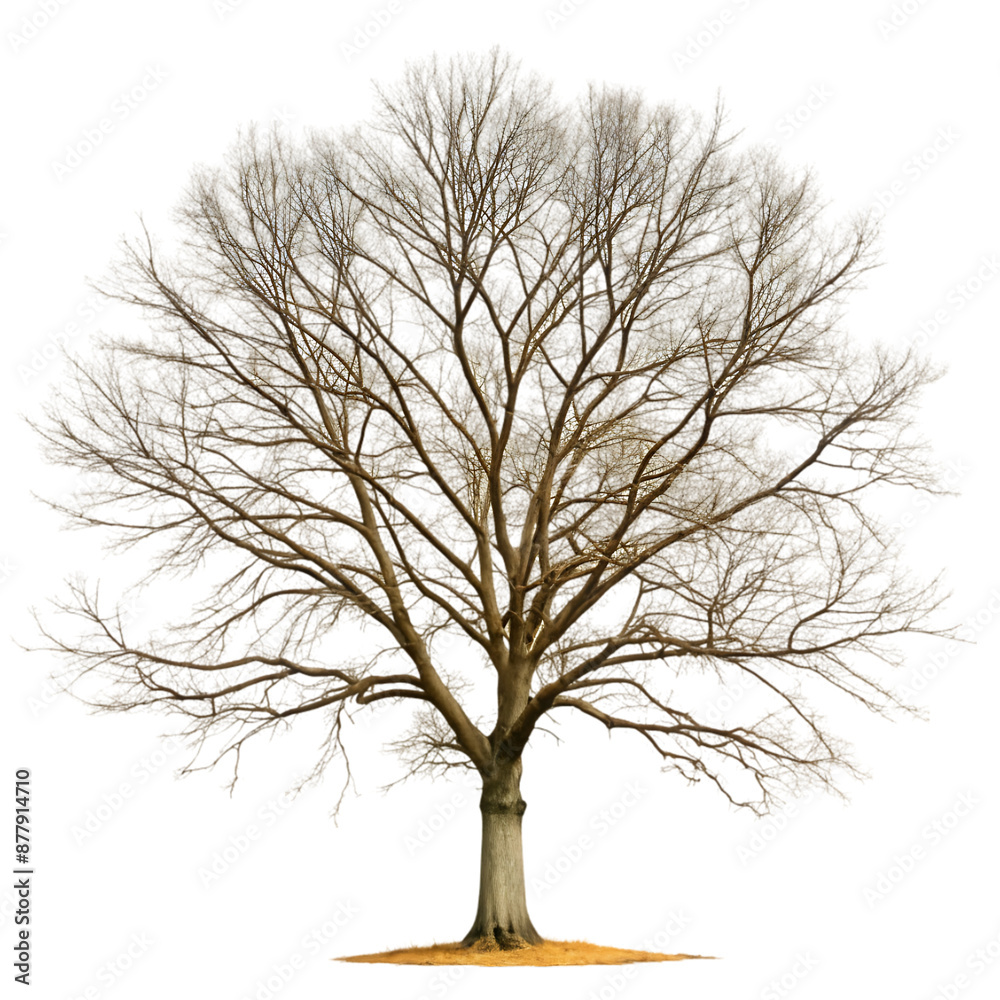 bare tree on transparent background bare tree on transparent background