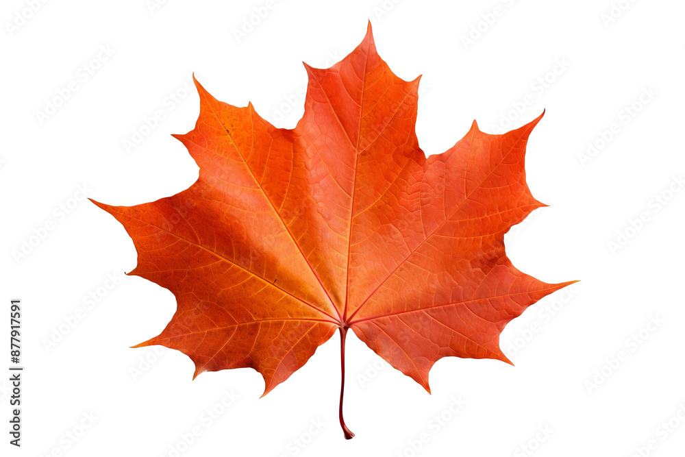 Maple autumn leaf PNG illustration with transparent background, perfect for seasonal designs, fall-themed projects, nature-inspired artworks, and decorative elements Maple autumn leaf PNG illustration with transparent background, perfect for seasonal designs, fall-themed projects, nature-inspired artworks, and decorative elements