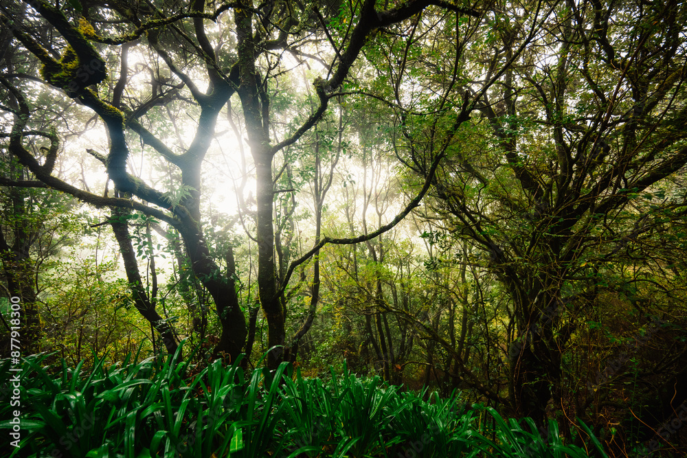 Fototapeta premium Magical misty green forest with waterfalls in Levada do Norte, Madeira island, Portugal. PR17 Pinaculo e Folhadal