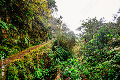 Magical misty green forest with waterfalls in Levada do Norte, Madeira island, Portugal. PR17 Pinaculo e Folhadal photo