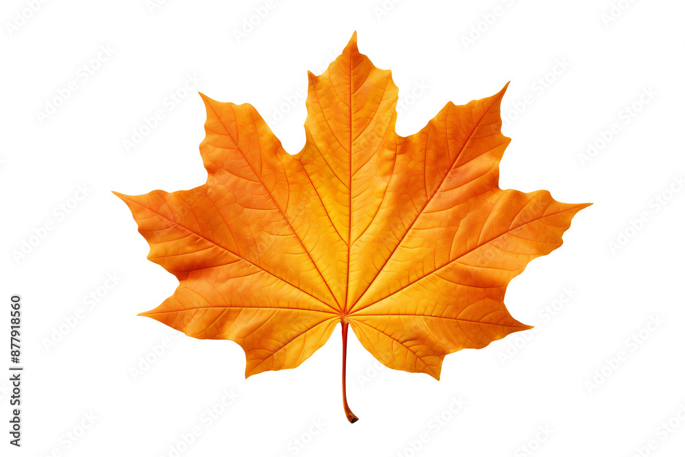 Maple autumn leaf PNG style with transparent background for seasonal design projects, fall decorations, nature-themed illustrations, and digital artwork Maple autumn leaf PNG style with transparent background for seasonal design projects, fall decorations, nature-themed illustrations, and digital artwork