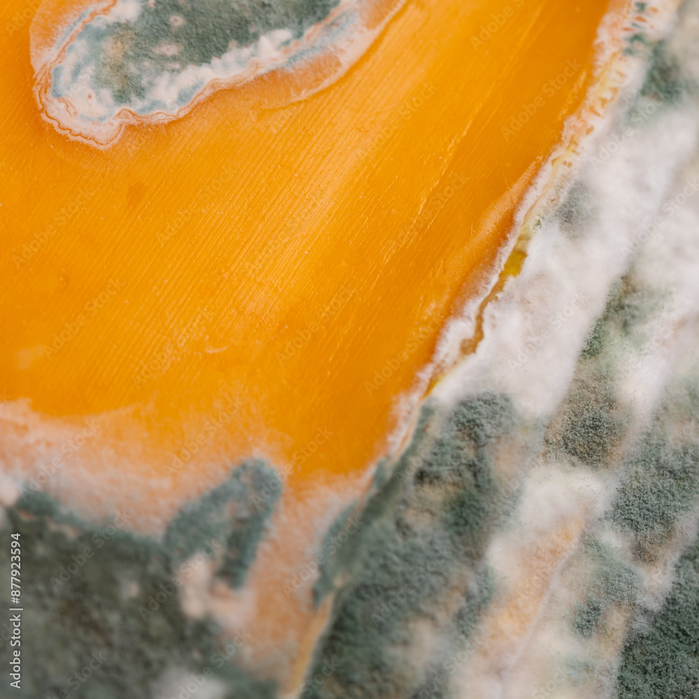 Slices of moldy yellow cheese arranged on a bamboo cutting board. Green mold spores on food. Expired wasted food